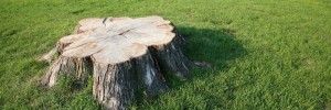 Stump Removal Adelaide