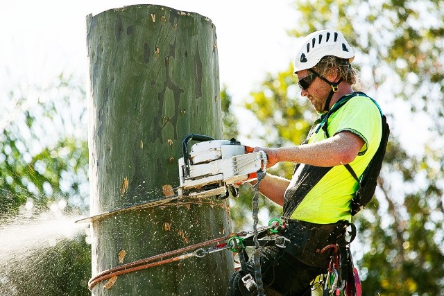 Tree Removal Adelaide