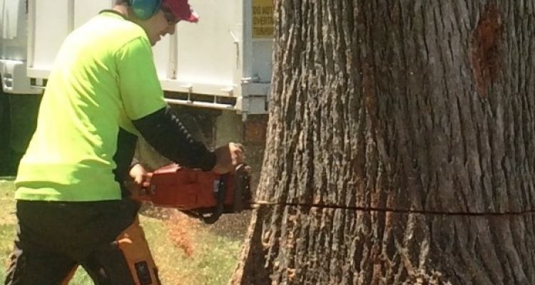 Tree Removal Adelaide