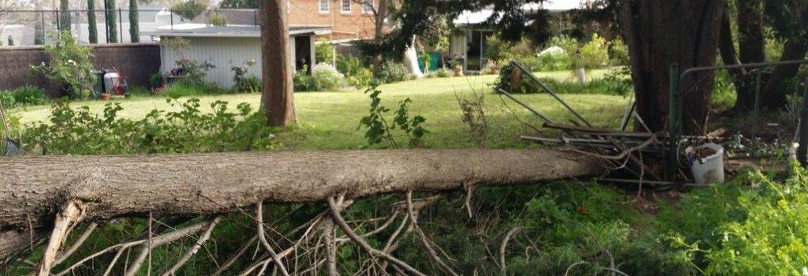 Tree Removal Adelaide