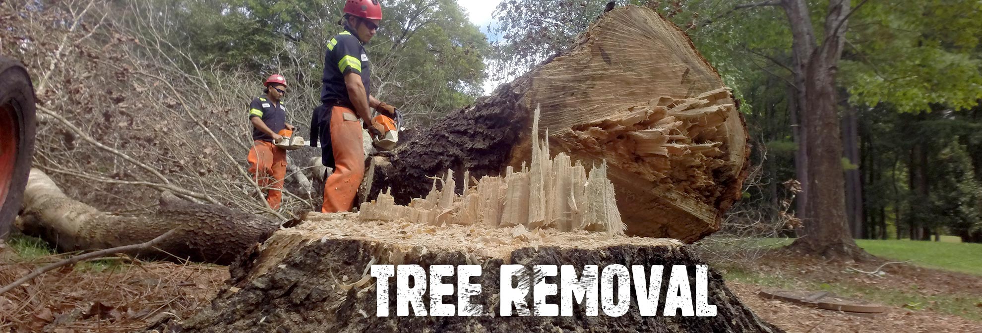 tree removal melbourne