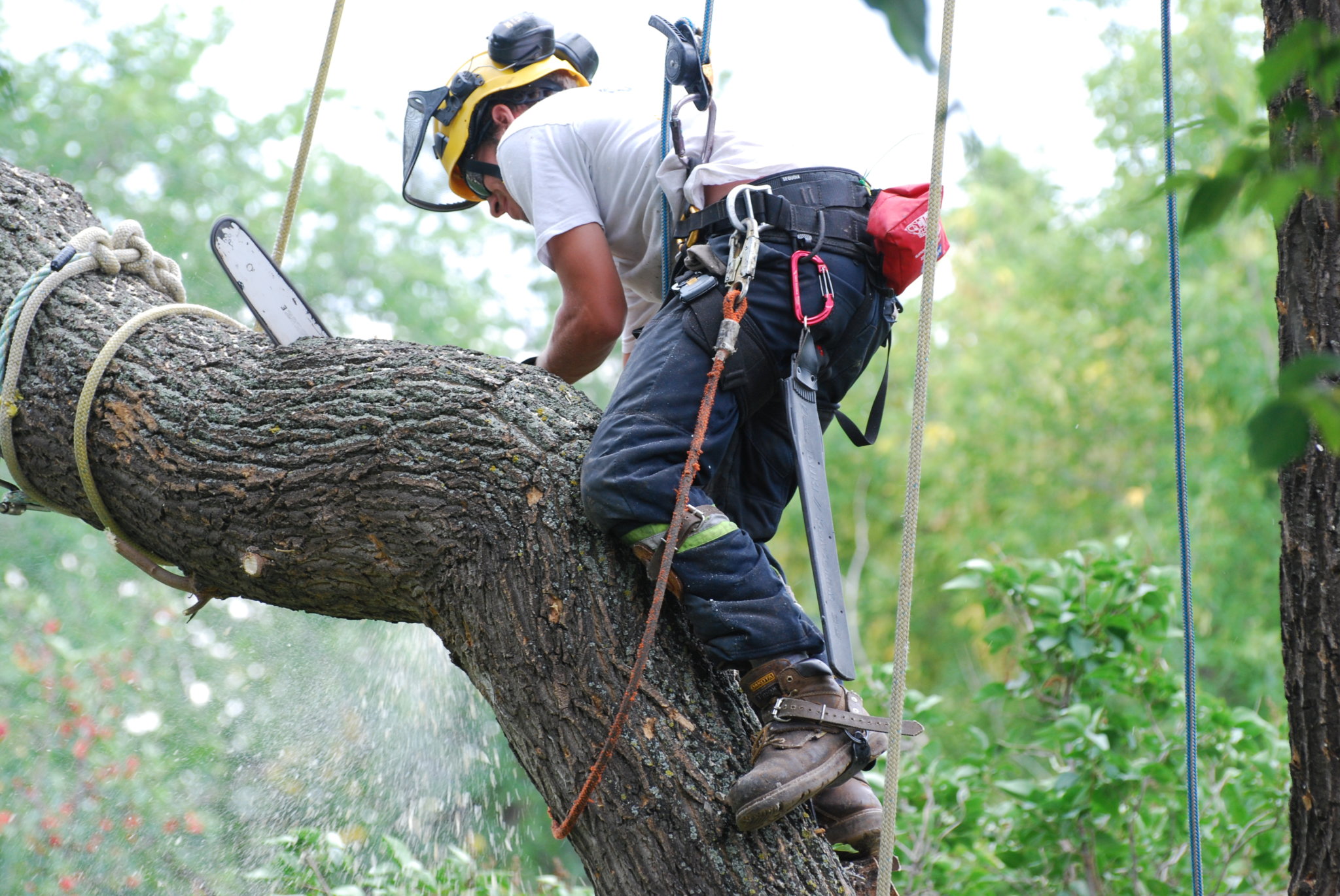 tree removal