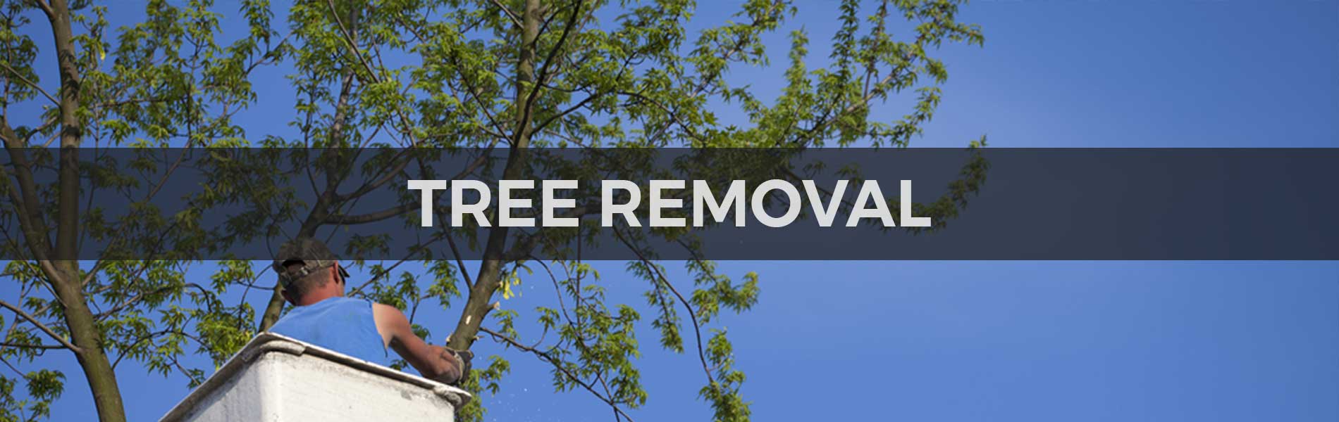 Tree Removal Adelaide