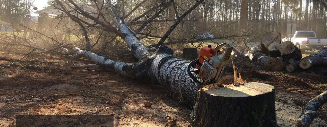 tree-removal-melbourne