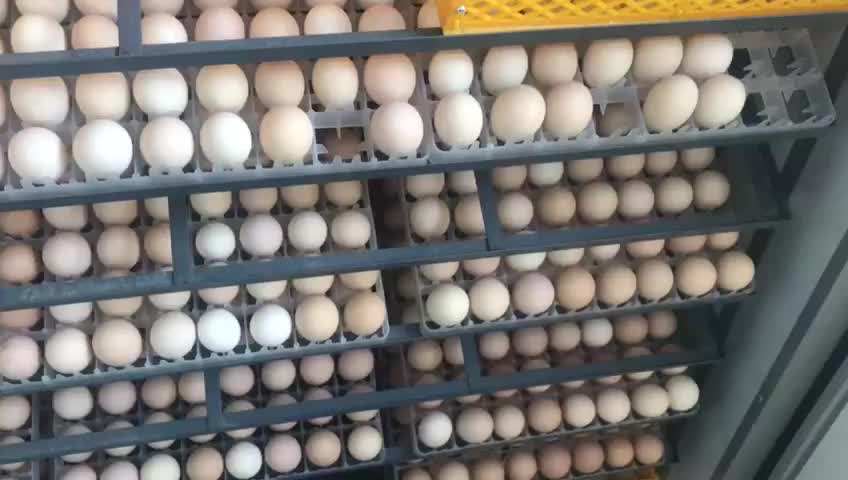 egg incubator manufacturers in gujarat