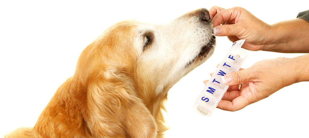 Dog Supplements for A Healthy Coat
