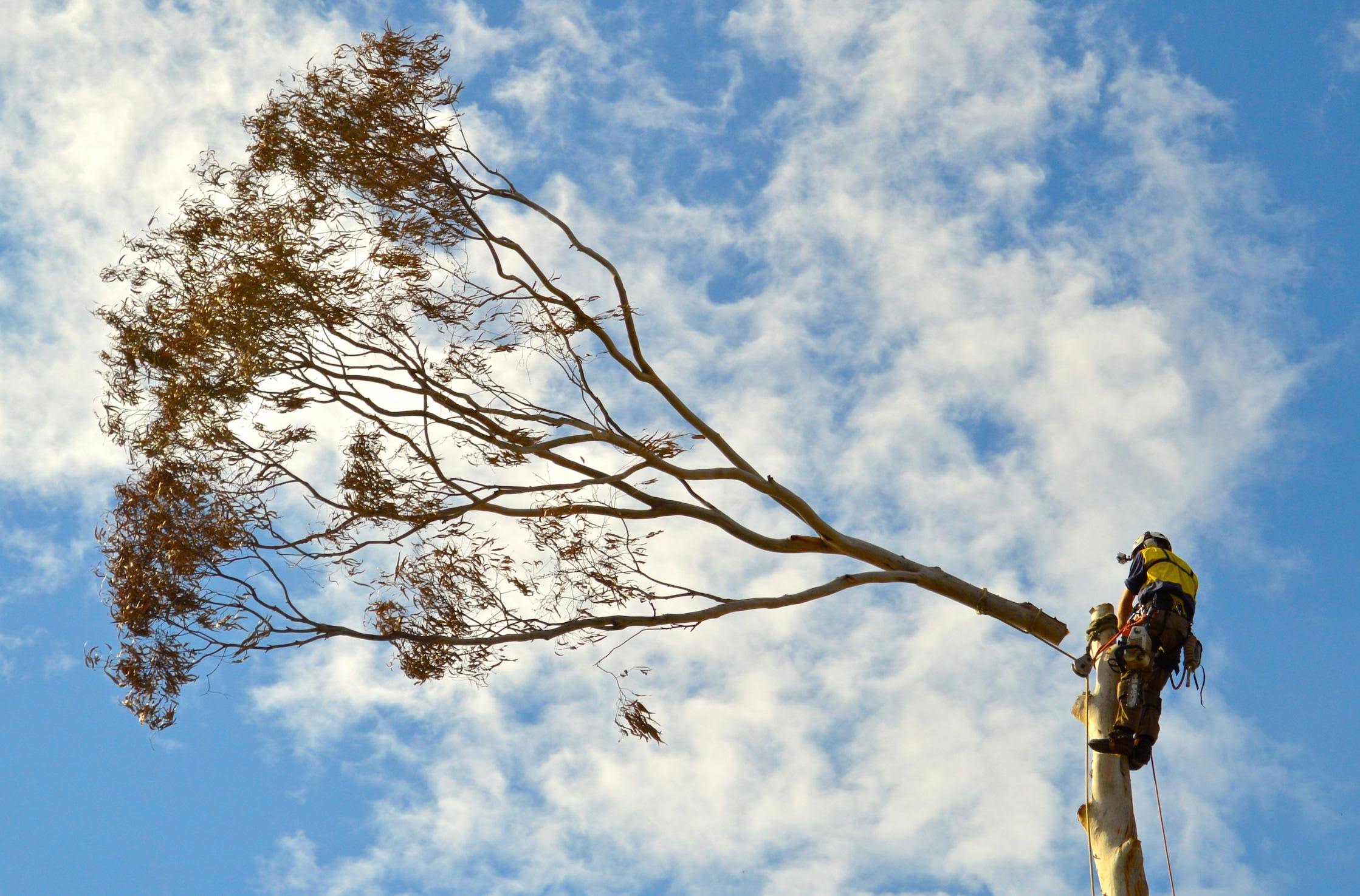 Tree had. Неэтилированное дерево н. Cut Trees Gum.