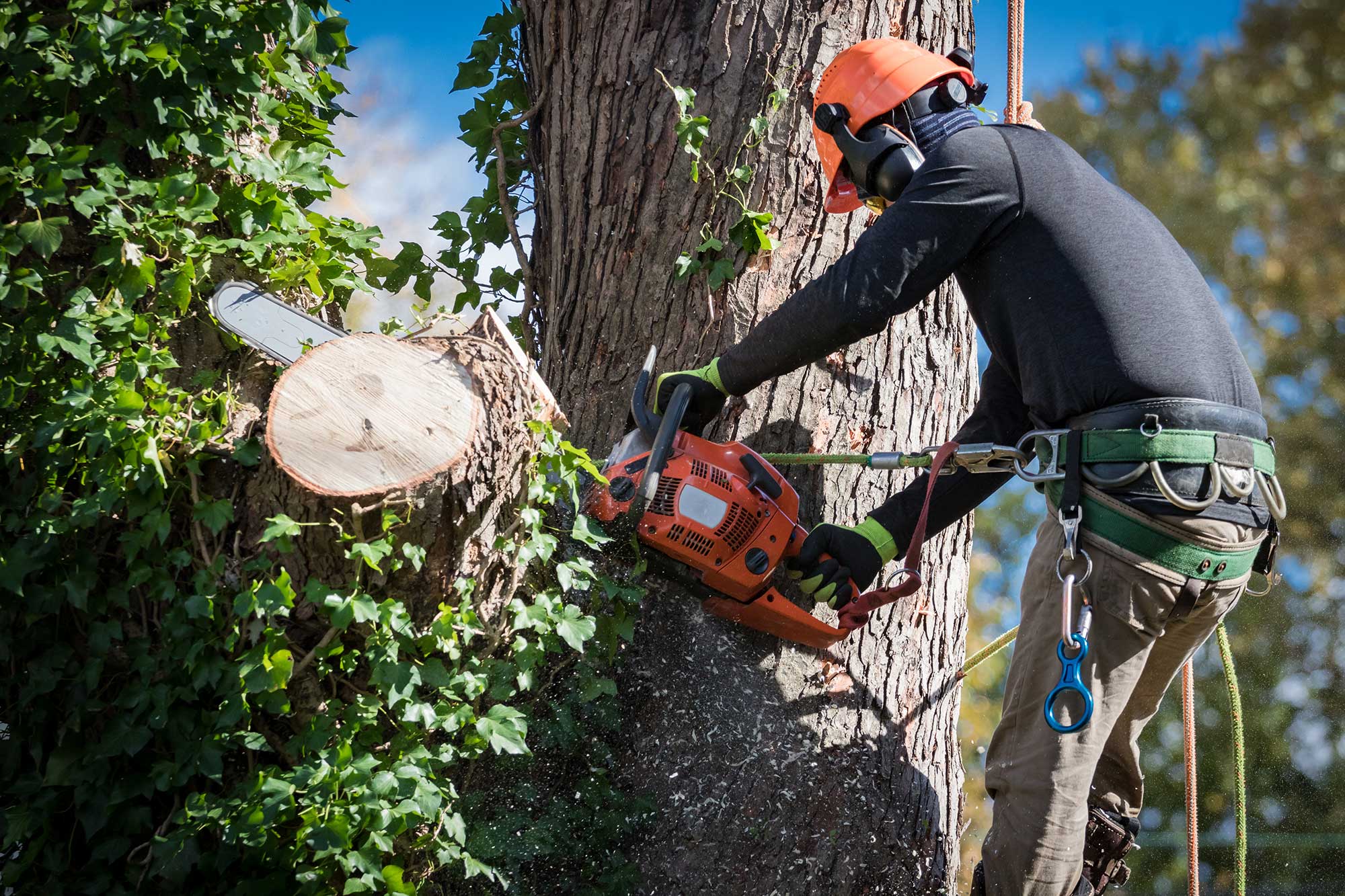 Tree Removal Mount Waverley