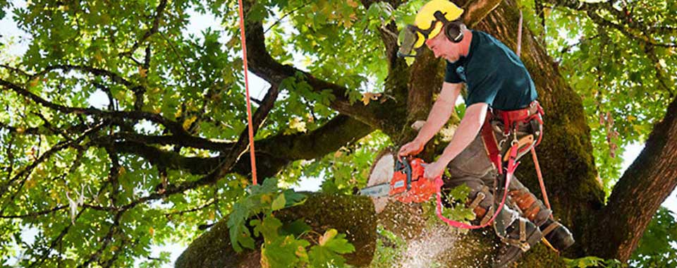 Tree Removal Boronia