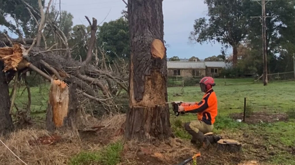 Tree Removal Richmond